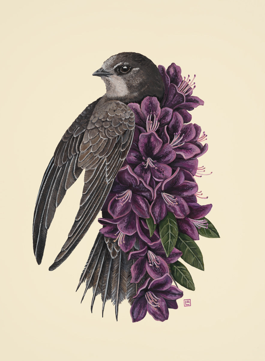 Rhododendron Swift (art print)