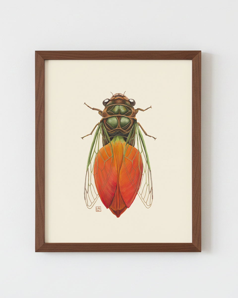 Orange Tulip Cicada (art print)