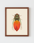 Orange Tulip + Cicada (art print)