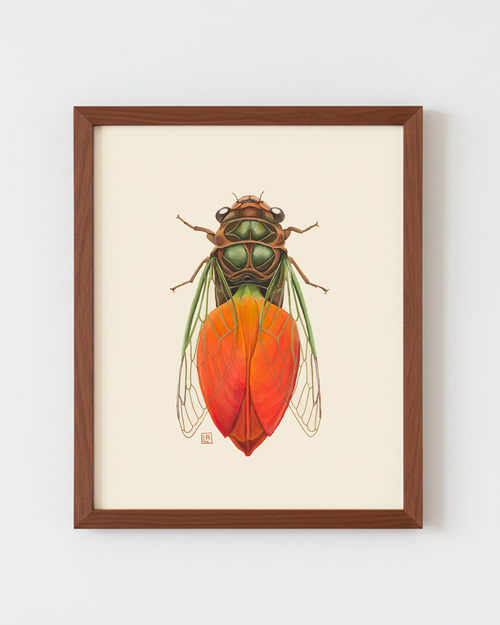 Orange Tulip + Cicada (art print)
