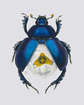 White Poppy-Spring Dor Beetle (art print)