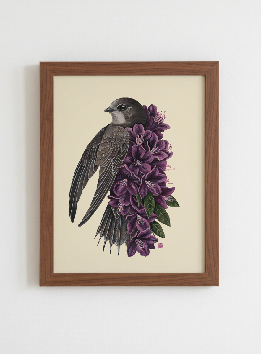 Rhododendron Swift (art print)