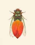 Orange Tulip Cicada (art print)