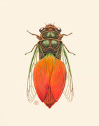 Orange Tulip + Cicada (art print)