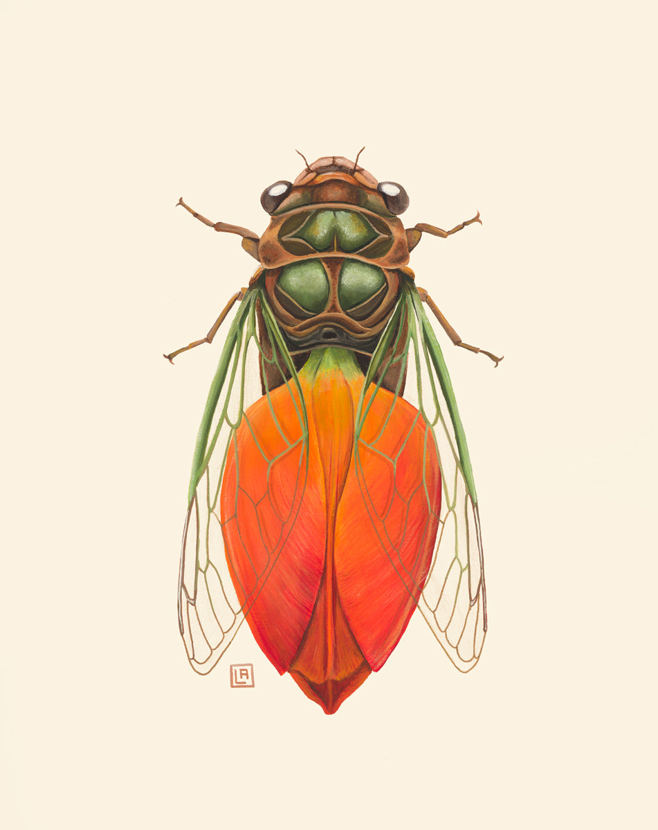 Orange Tulip Cicada (art print)