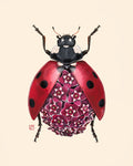 Hoya Ladybug (art print)