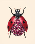 Pink Hoya + Ladybug (art print)