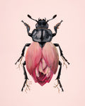 Pink Lotus-Carrion Beetle (original painting)