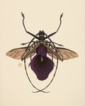 Purple Calla Lily + Longhorn Beetle (art print)