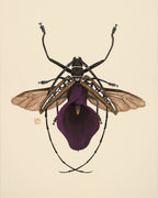 Purple Calla Lily + Longhorn Beetle (art print)