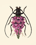 Foxglove-Longhorn Beetle (original painting)