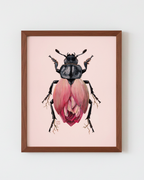 Pink Lotus + Carrion Beetle (art print)
