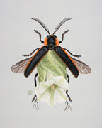 White Moonflower + Firefly (art print)