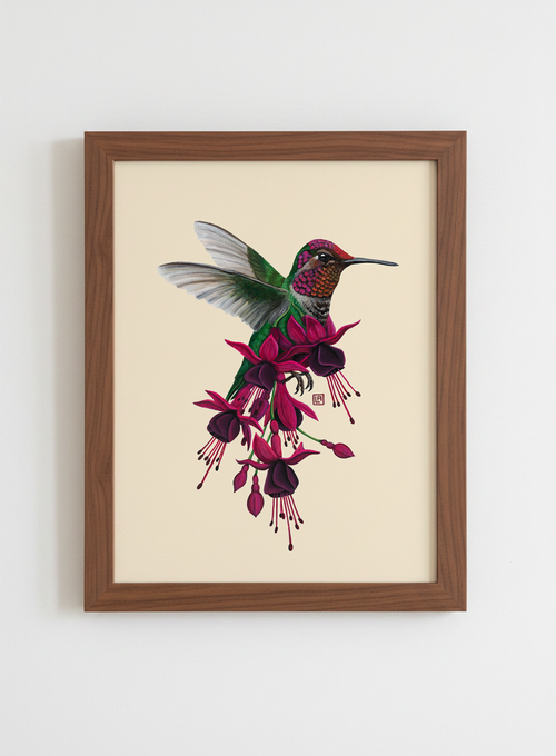Fuchsia Hummingbird (art print)