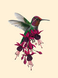 Fuchsia Hummingbird (art print)