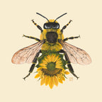 Yellow Sunflower + Honeybee (art print)