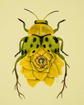 Lotus-Spotted Cucumber Beetle (art print)