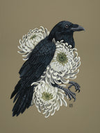 A black raven combined with white chrysanthemum flowers.