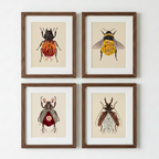 Red Rose + June Bug (art print)