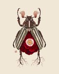 Red Rose + June Bug (art print)