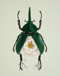Magnolia-Hercules Beetle (art print)