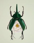 White Magnolia + Hercules Beetle (art print)