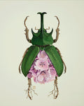Cherry-Rhinoceros Beetle (art print)