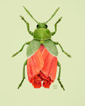 Poppy-Leaf Beetle (art print)