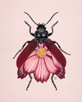 Pink Cosmos-Leaf Beetle (original painting)