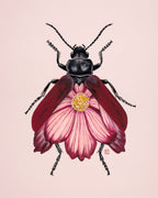 Pink Cosmos + Leaf Beetle (art print)