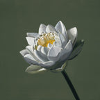 White Lotus on Green (art print)
