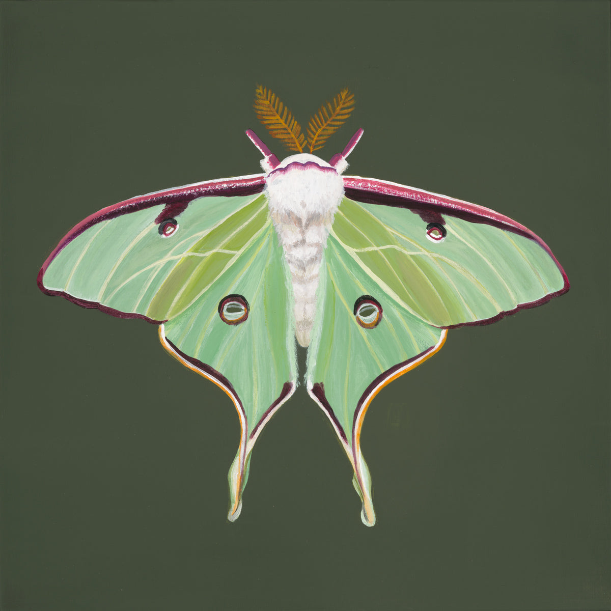 Luna Moth on Green (art print)