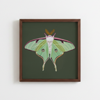 Luna Moth on Green (art print)