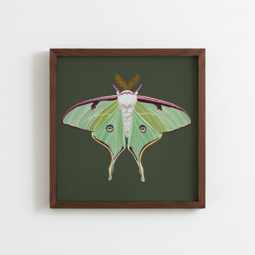 Luna Moth on Green (art print)
