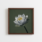 White Lotus on Green (art print)