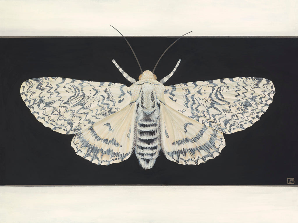 White Moth on Black (art print)