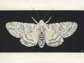 White Moth on Black (art print)