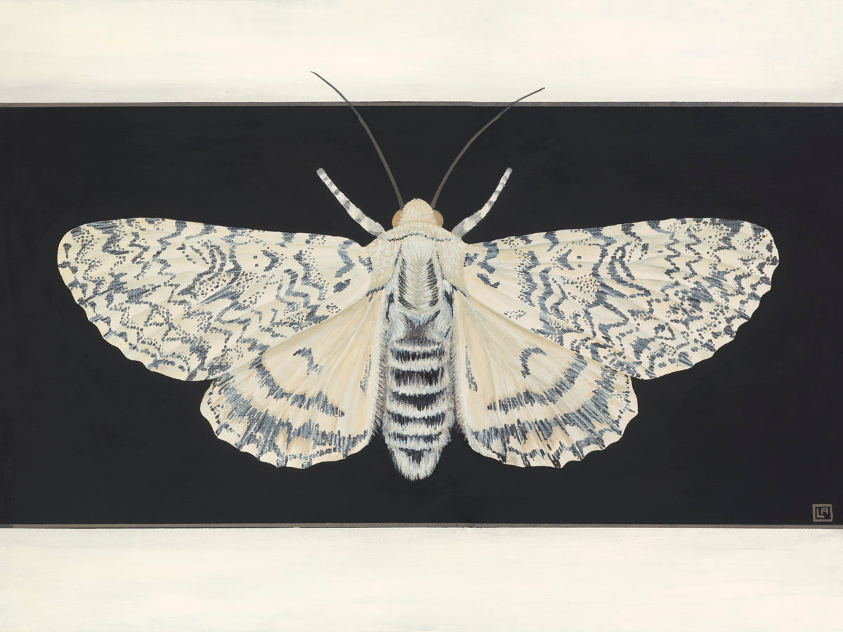 White Moth on Black (art print)