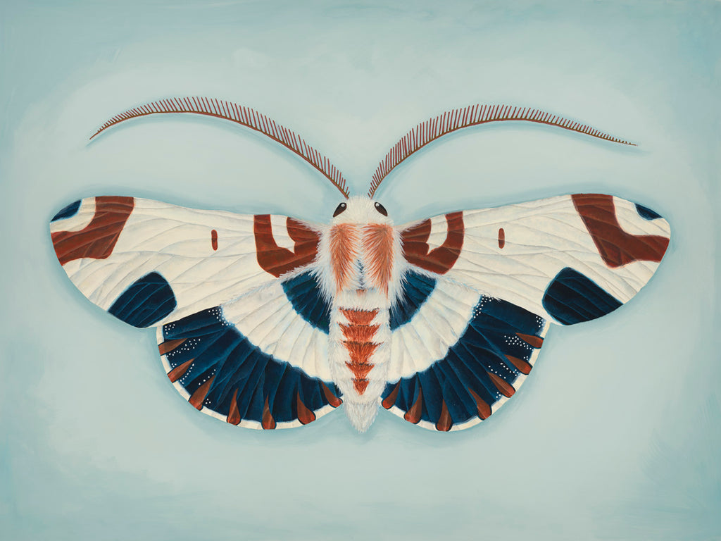 Blue and Brown Moth (art print)
