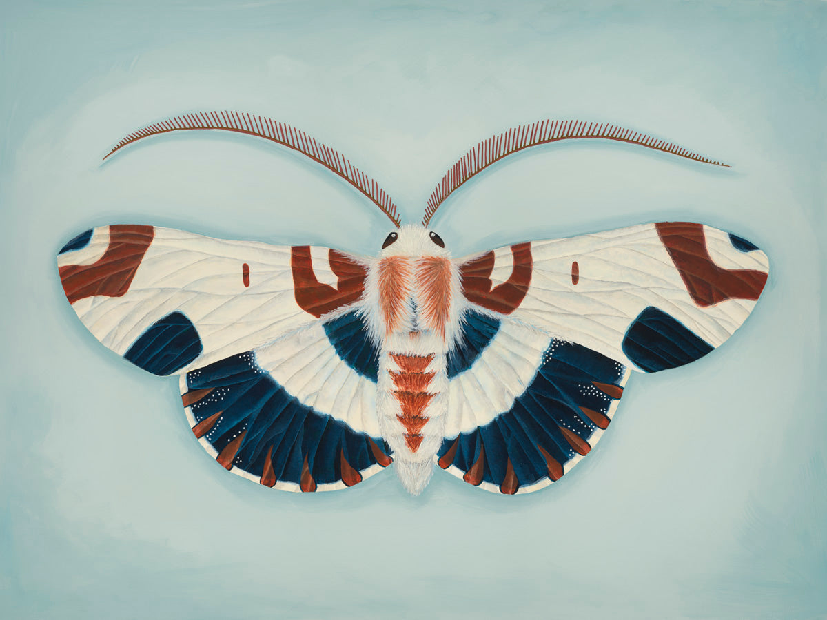 Blue and Brown Moth (art print)
