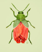 Illustration of a green leaf beetle with peach poppy flower body on a light green background.
